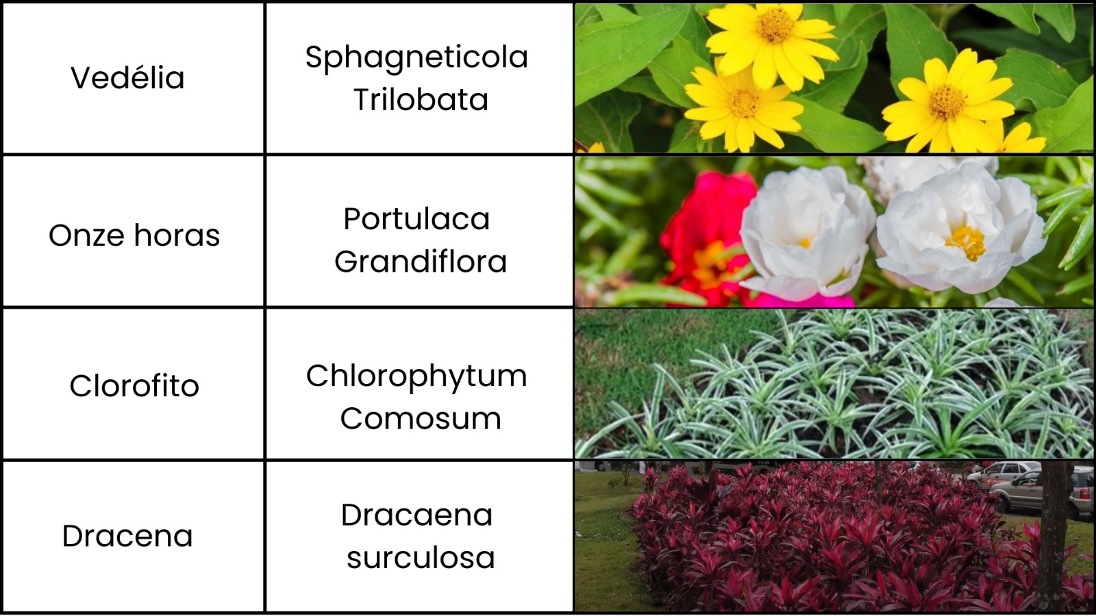 Tabela contendo informações sobre diferentes espécies de plantas ornamentais. A tabela está organizada em três colunas: "Nome Popular", "Nome Científico" e "Foto". As espécies listadas são:  Vedélia (Sphagneticola trilobata) – ilustrada com flores amarelas vibrantes e folhas verdes. Onze-horas (Portulaca grandiflora) – representada por flores de cores variadas, incluindo vermelho e branco. Clorofito (Chlorophytum comosum) – mostrado com suas folhas alongadas e variegadas, em tons de verde e branco. Dracena (Dracaena surculosa) – apresentada em um canteiro com folhas avermelhadas e formato ornamental. A tabela tem um design limpo e organizado, facilitando a identificação das plantas.